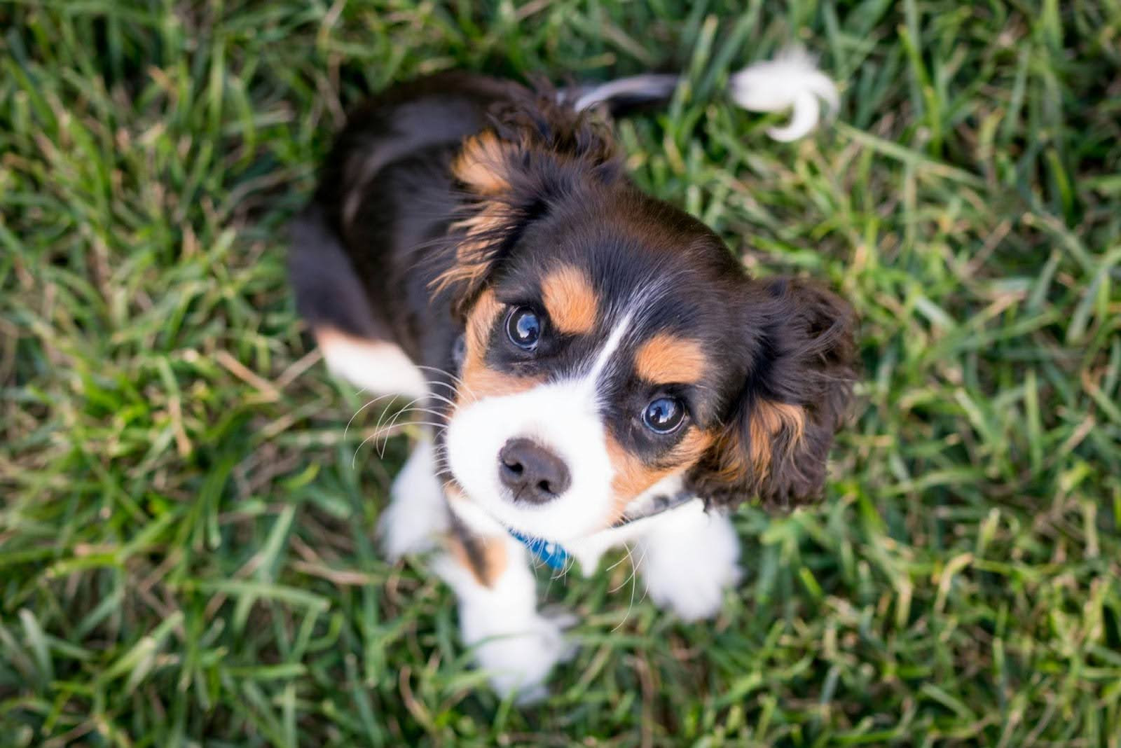 Nomi per un cane: dai più gettonati ai più originali